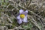 Pulsatilla violacea