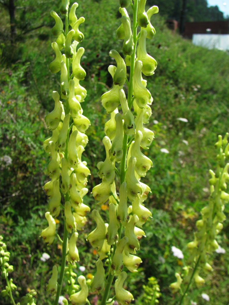 Изображение особи Aconitum barbatum.