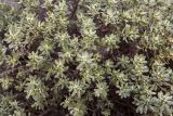 Thymelaea tartonraira