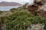 Cistus creticus