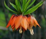 Fritillaria imperialis. Верхушка цветущего растения. Московская обл., Раменский р-н, окр. дер. Хрипань, садовый участок. 11.05.2015.