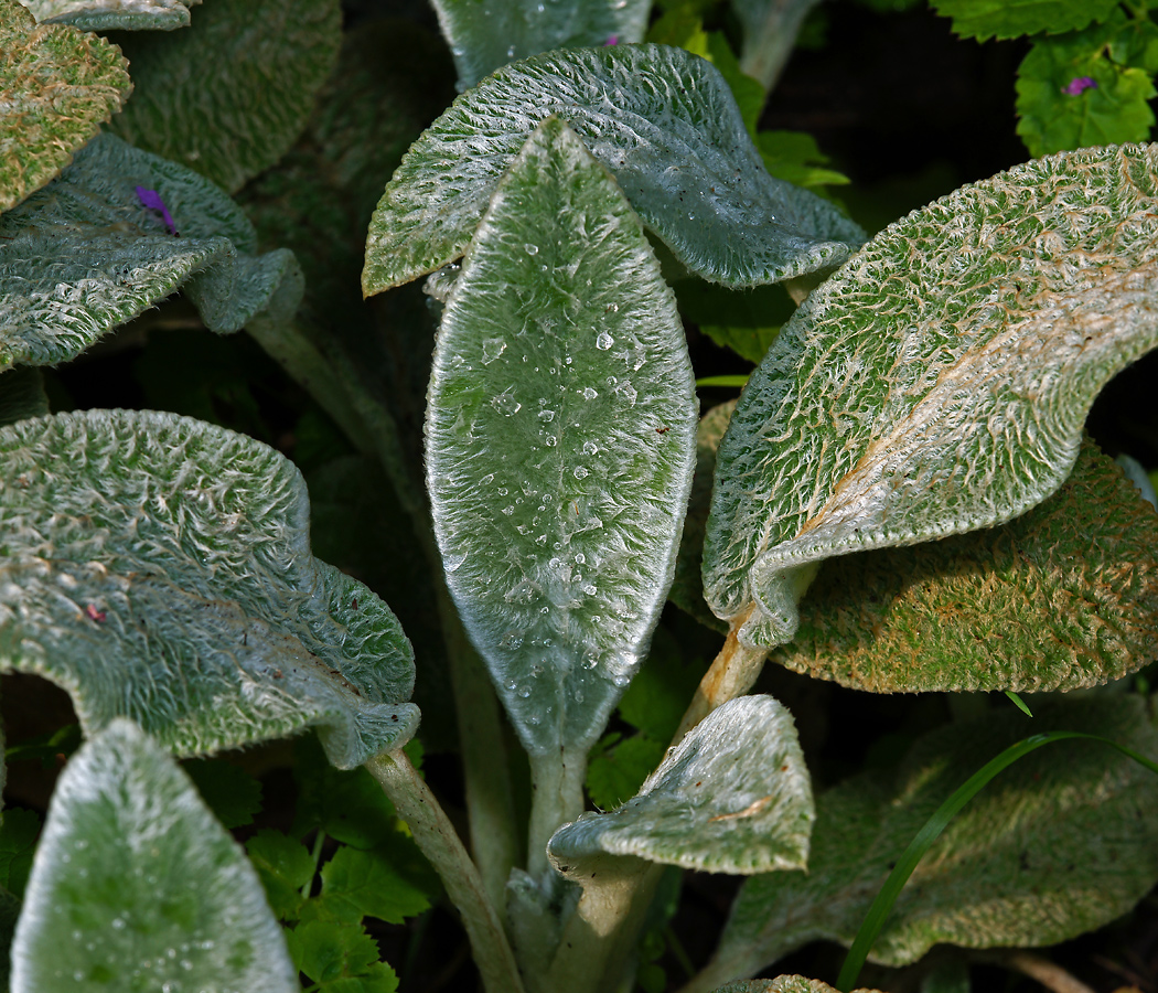 Image of Stachys byzantina specimen.