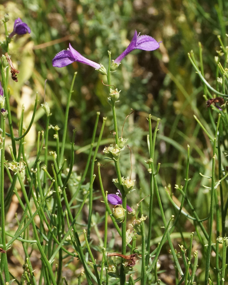 Image of Dodartia orientalis specimen.