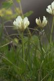 Trifolium polyphyllum