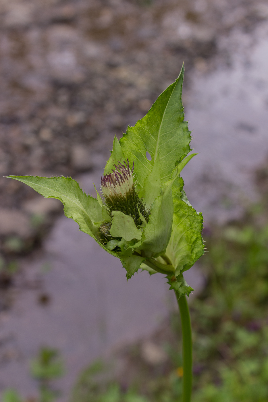 Image of Cirsium oleraceum specimen.