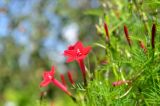 Ipomoea quamoclit