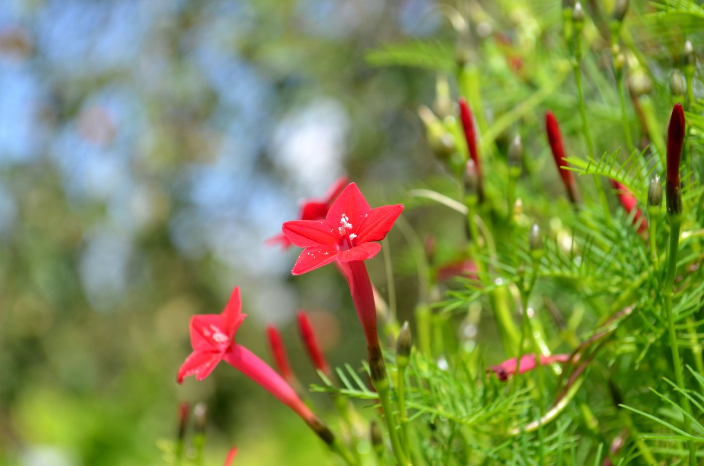 Image of Ipomoea quamoclit specimen.