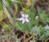 Erodium cicutarium