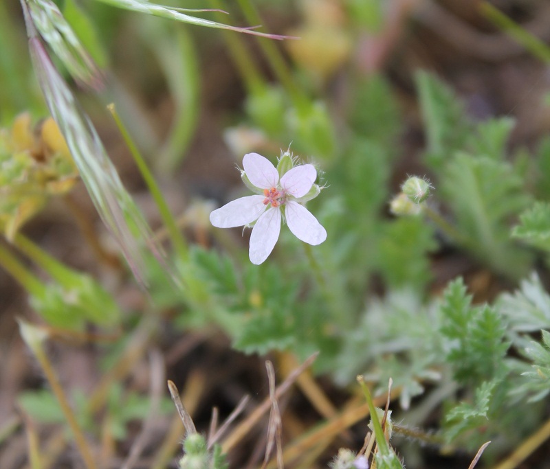 Изображение особи Erodium cicutarium.