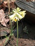 Eulophia mechowii