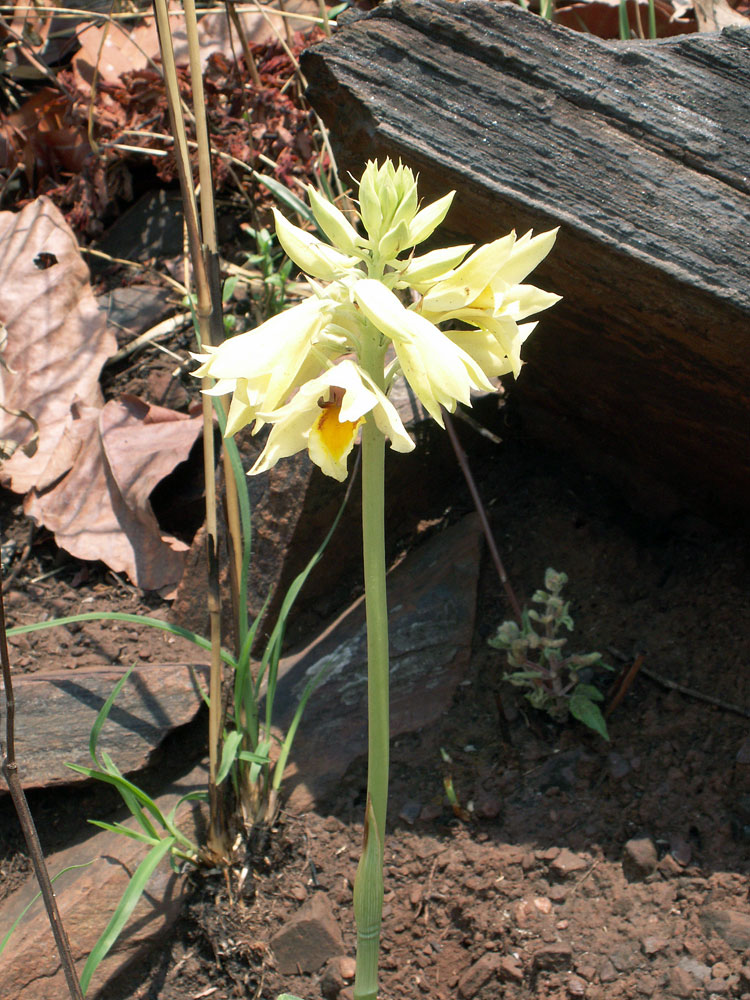 Image of Eulophia mechowii specimen.