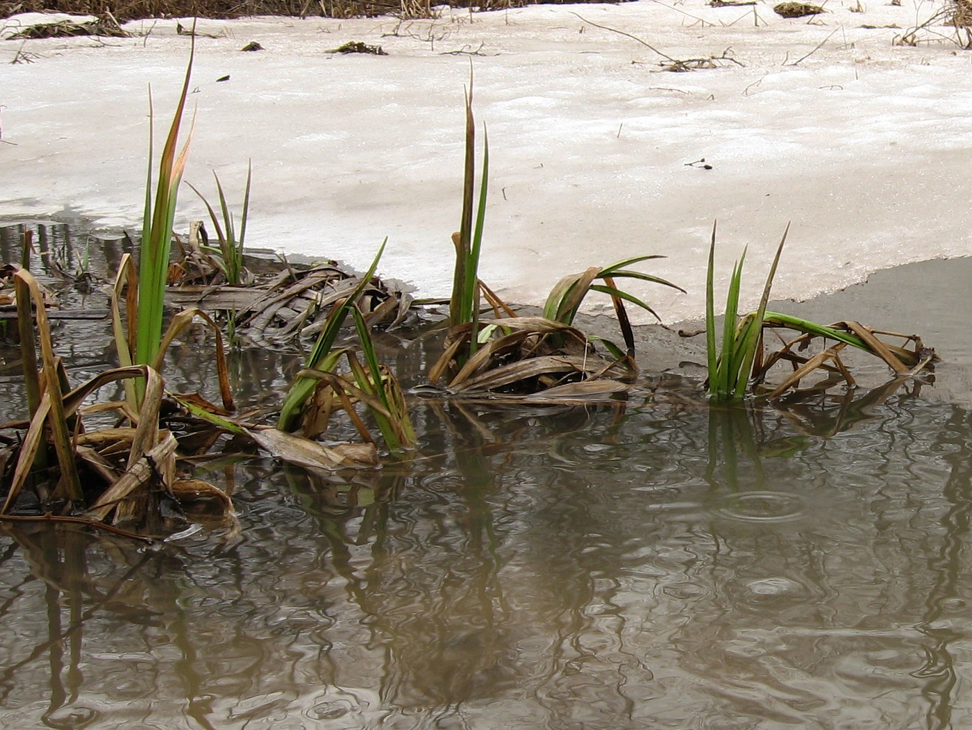 Image of Scirpus sylvaticus specimen.