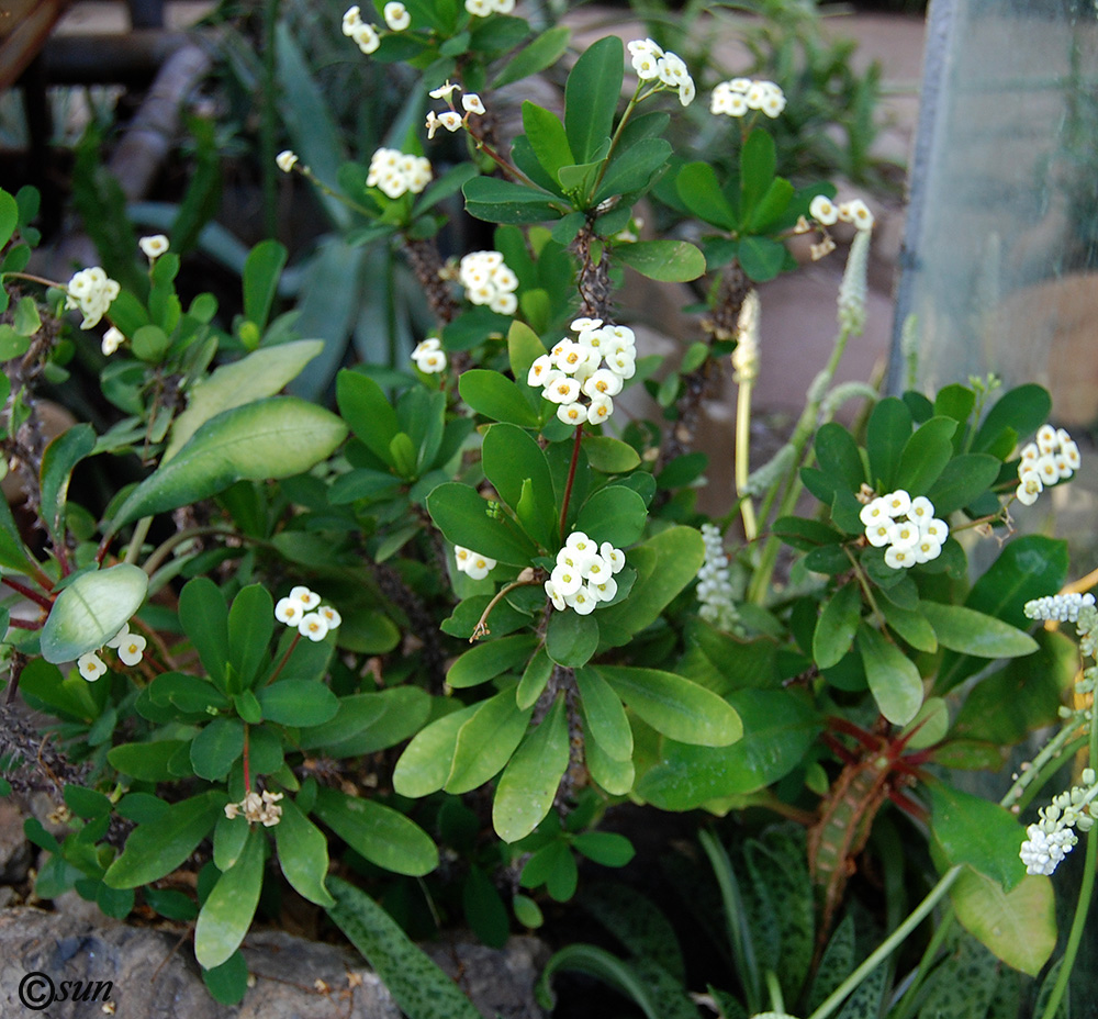 Image of genus Euphorbia specimen.