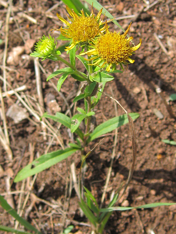 Изображение особи Inula britannica.
