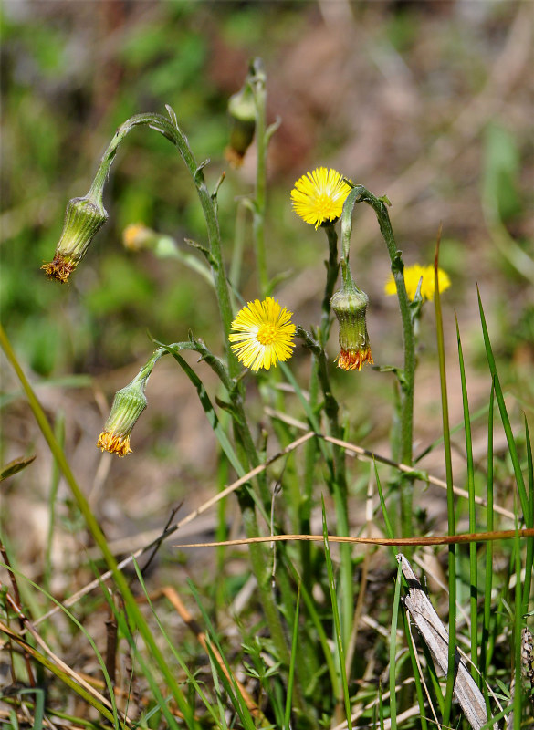 Image of Tussilago farfara specimen.
