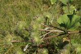 Arctium leiospermum