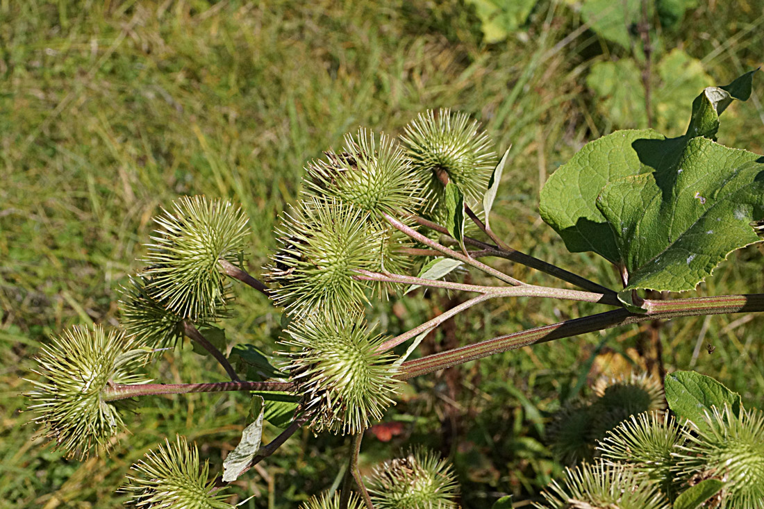 Изображение особи Arctium leiospermum.