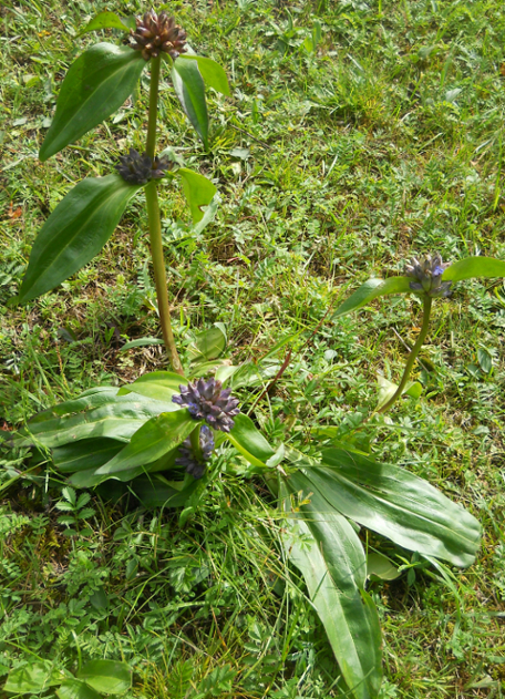 Изображение особи Gentiana macrophylla.