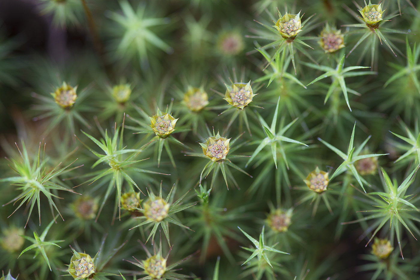 Изображение особи Polytrichum commune.