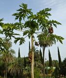 Carica papaya. Верхушка плодоносящего растения. Испания, Андалусия, г. Малага, ботанический сад \"La Concepcion\". Август 2015 г.