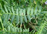 Astragalus danicus. Лист. Якутия (Саха), Алданский р-н, окр. по. Тобук, пойма р. Алдан. 18.06.2012.