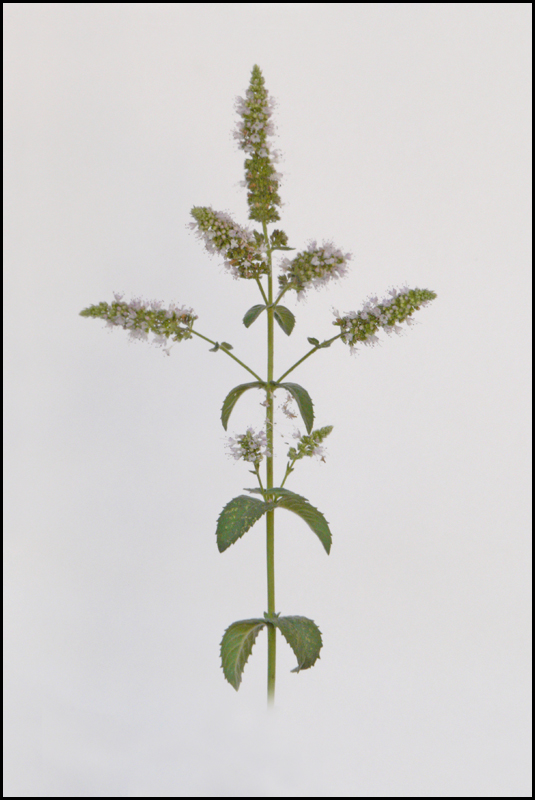 Image of Mentha spicata specimen.