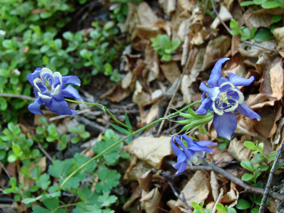 Изображение особи Aquilegia amurensis.