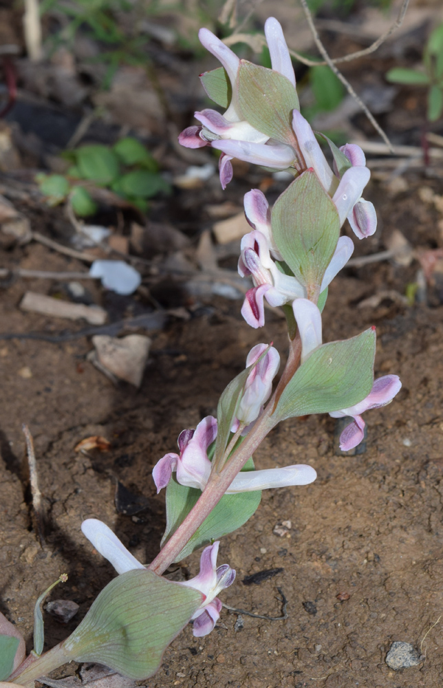 Изображение особи Corydalis ledebouriana.