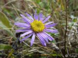 Aster amellus