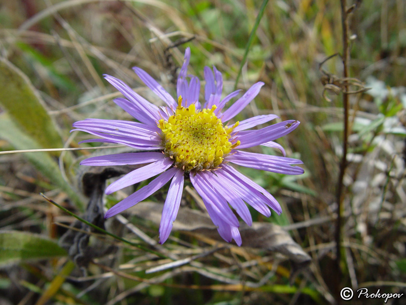 Изображение особи Aster amellus.