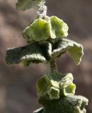 Ballota acetabulosa