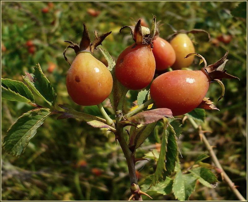 Image of Rosa dumalis specimen.