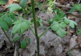Corydalis marschalliana