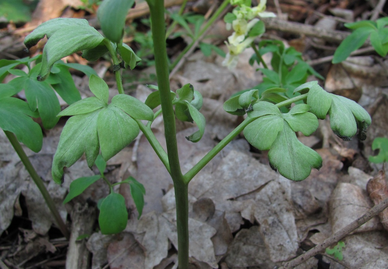 Изображение особи Corydalis marschalliana.