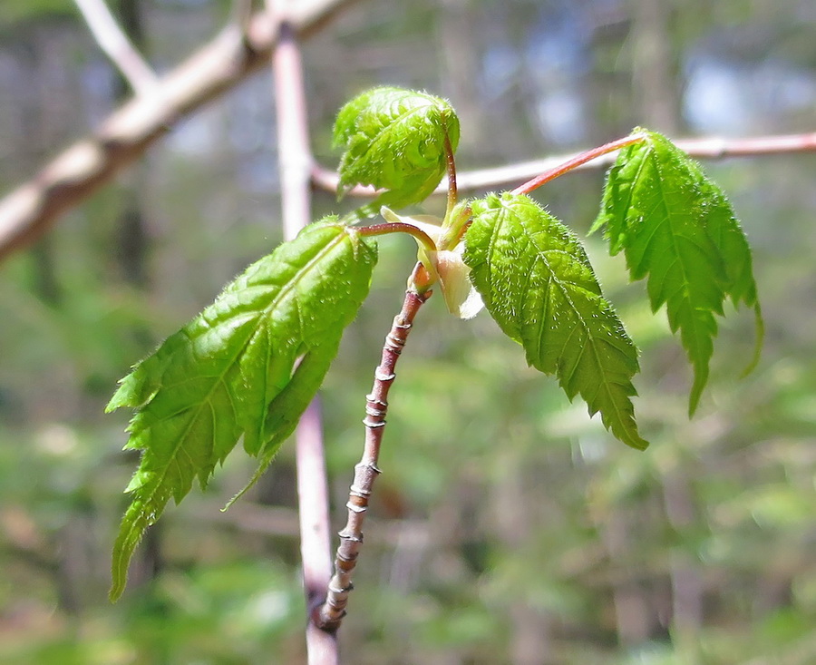 Image of Acer barbinerve specimen.