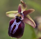 Ophrys mammosa. Цветок. Греция, Пелопоннес, окр. пос. Кентро, дамба вдхр. Пиньос. 19.03.2015.