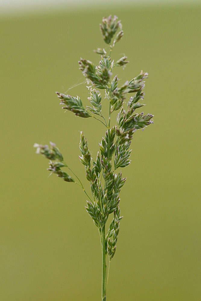 Изображение особи Poa angustifolia.