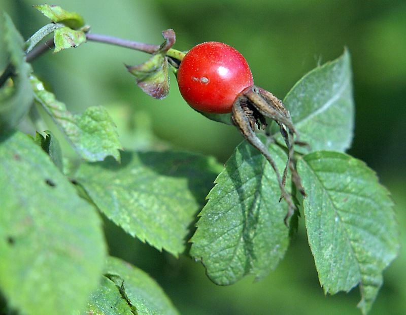 Image of genus Rosa specimen.