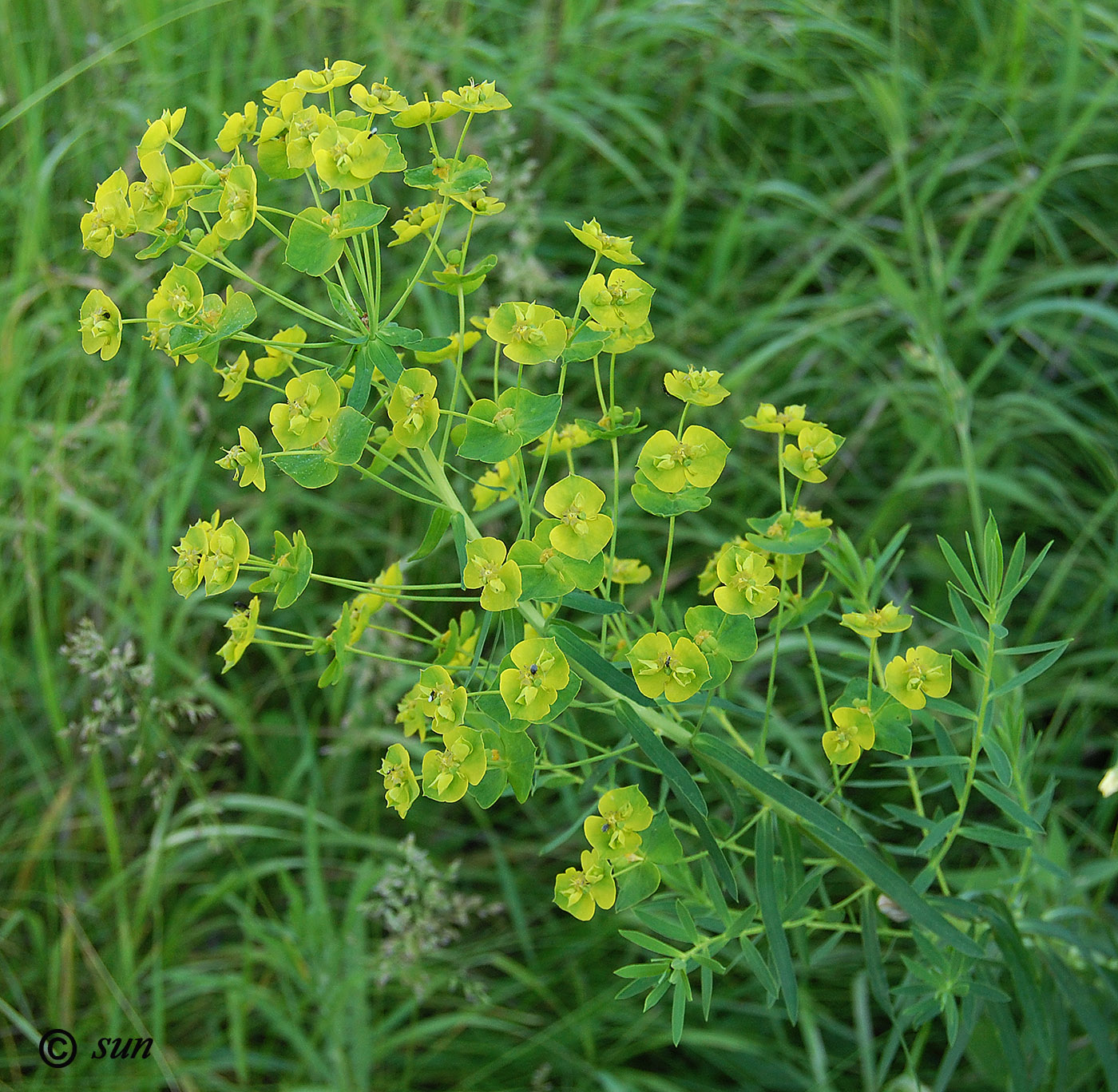 Изображение особи Euphorbia virgata.