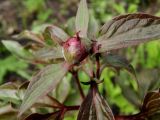 Paeonia lactiflora. Бутон, листья и фуражирующие муравьи. Приморье, окр. г. Находка, мыс Клыкова, лес на побережье. 14.05.2016.