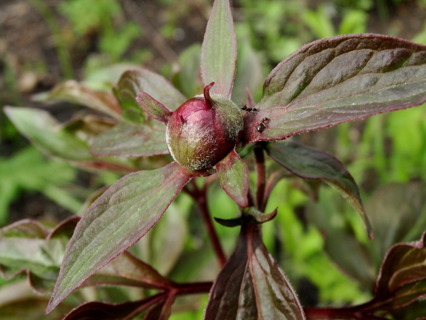 Image of Paeonia lactiflora specimen.