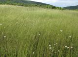 Triticum boeoticum. Аспект цветущих растений с примесью нивяника. Крым, Байдарская долина, окр. с. Тыловое, сухой луг. 9 июня 2016 г.