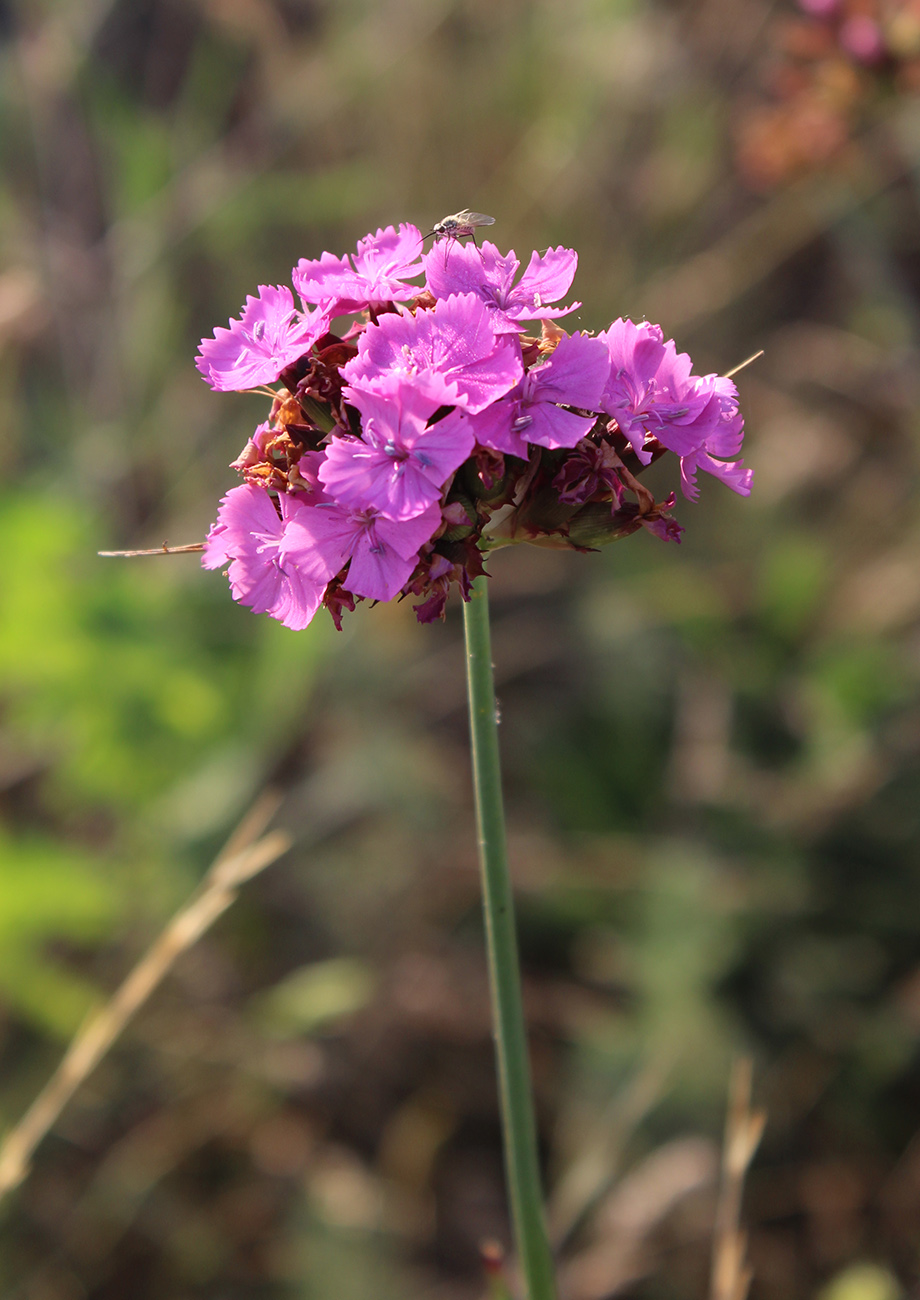 Изображение особи Dianthus andrzejowskianus.