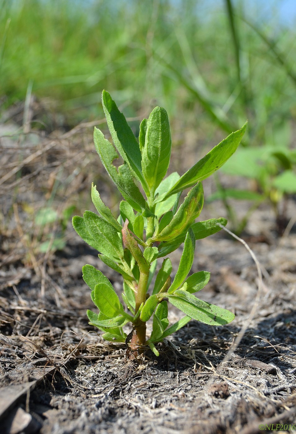 Изображение особи Sphaeranthus strobilifer.