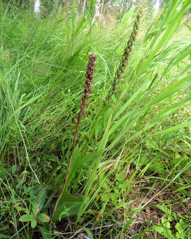 Image of Pseudorchis albida specimen.