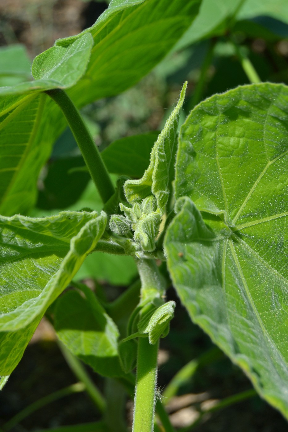 Image of Abutilon theophrasti specimen.