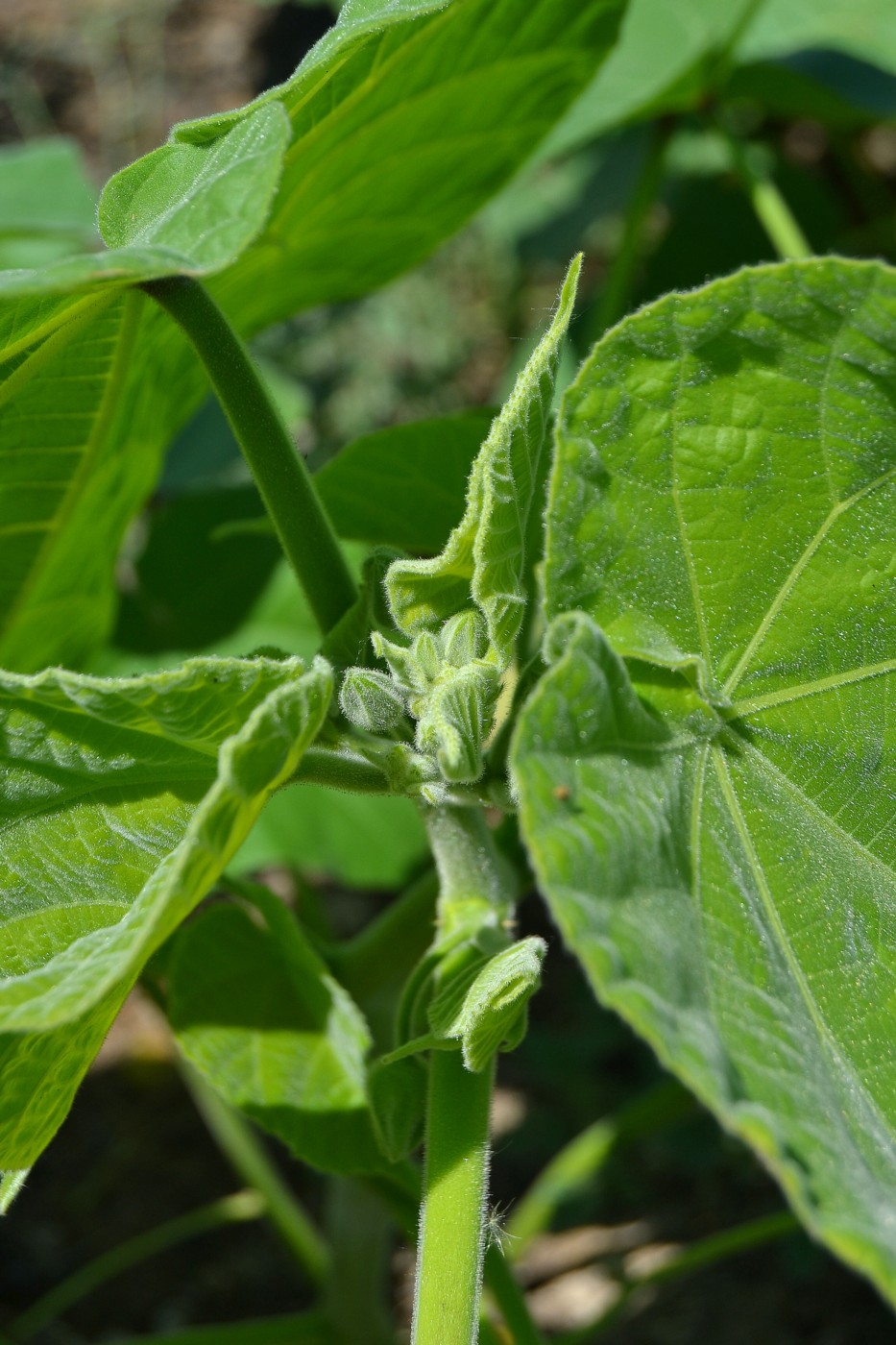 Изображение особи Abutilon theophrasti.