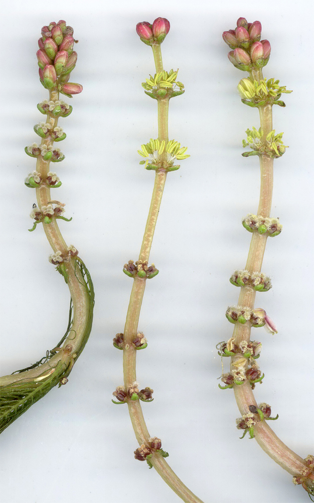 Image of Myriophyllum spicatum specimen.
