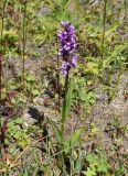 Dactylorhiza sibirica