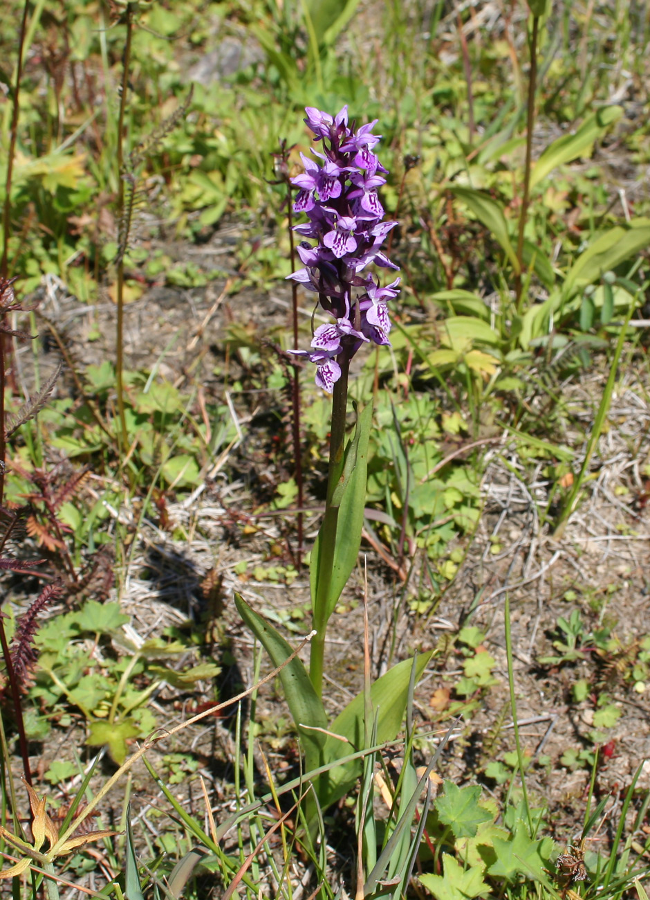 Image of Dactylorhiza sibirica specimen.